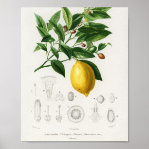 Poster Ilustração de Limão de Limão de Frutas de Citr
