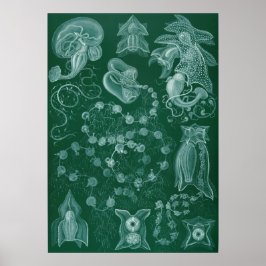 Poster Ilustração de Lula de Vintage