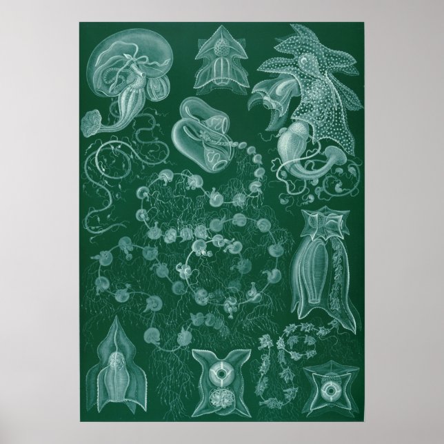 Poster Ilustração de Lula de Vintage (Frente)