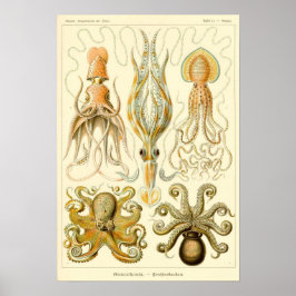 Poster Ilustração de Lula/Octopus Vintage