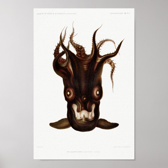 Poster Ilustração de Lula/Octopus Vintage (Frente)