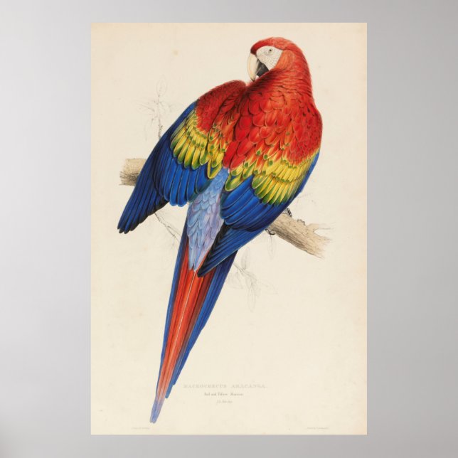 Poster Ilustração de Macaw (1832) (Frente)