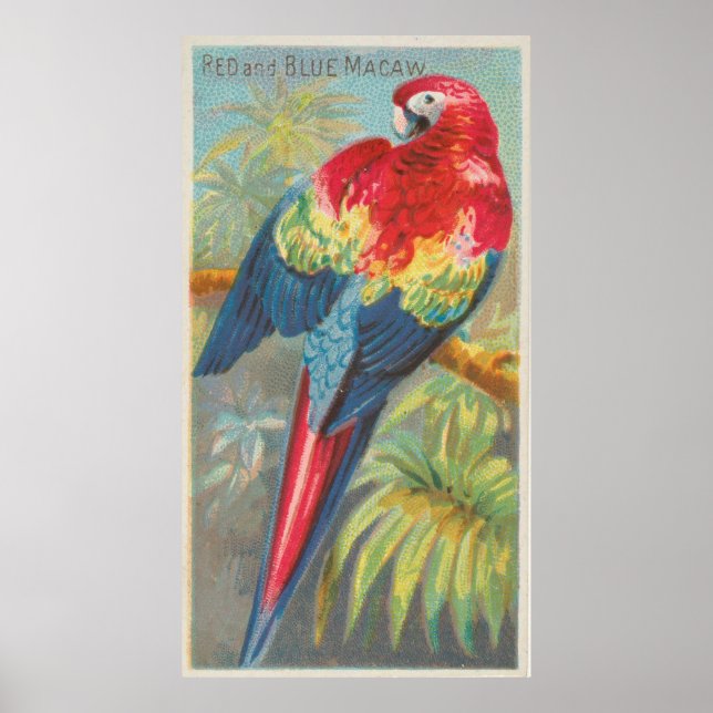 Poster Ilustração de Macaw (1889) (Frente)