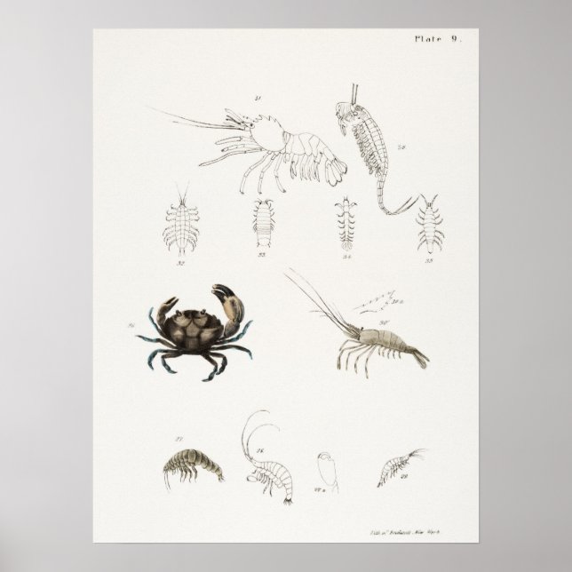 Poster Ilustração de marisco (Frente)