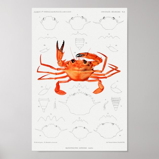 Poster Ilustração de marisco (Frente)