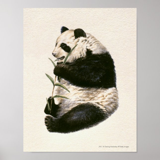 Poster Ilustração de panda gigante alimentando bambu (Frente)