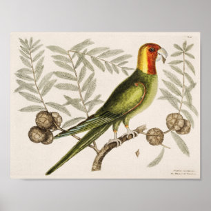 Poster Ilustração de Papagaio Vintage