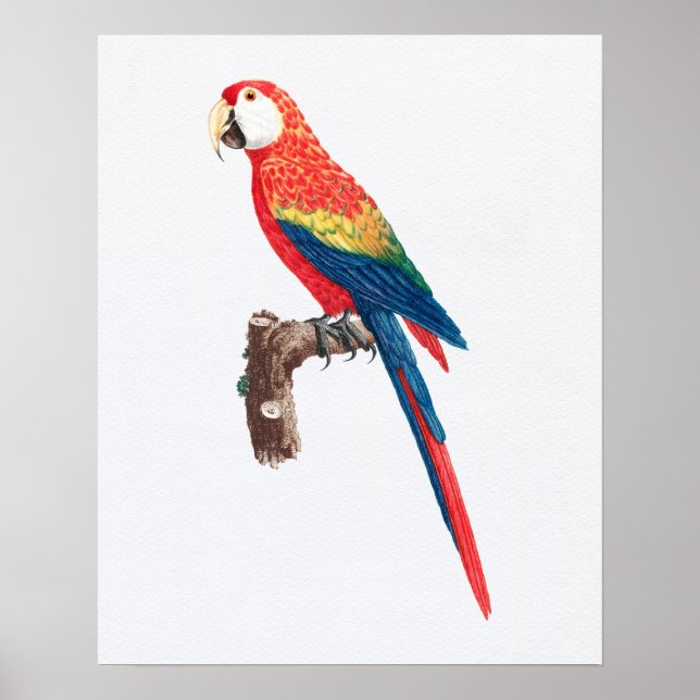 Poster Ilustração de Papagaio Vintage Scarlet Macaw (Frente)