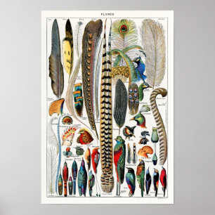 Poster Ilustração de Pássaros Vintage