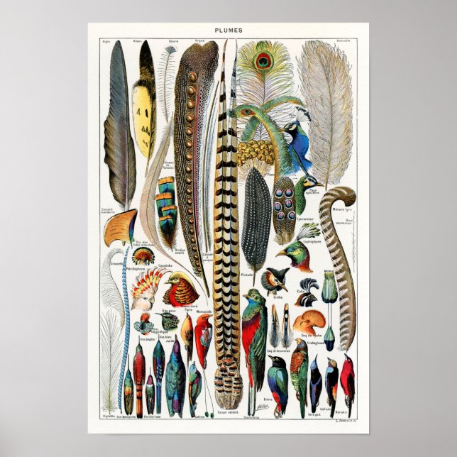 Poster Ilustração de Pássaros Vintage (Frente)