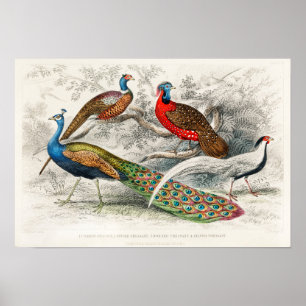 Poster Ilustração de Peacock de Vintage
