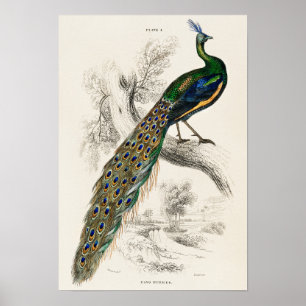 Poster Ilustração de Peacock Vintage