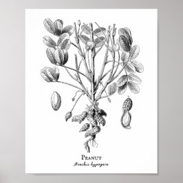 Poster Ilustração de Peanut Vintage