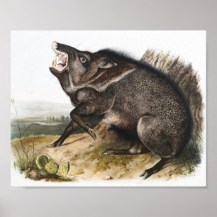 Poster Ilustração de Peccary Dycoteles torquatus