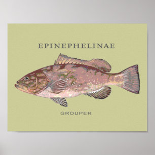 Póster Ilustração de Peixe Garoupa
