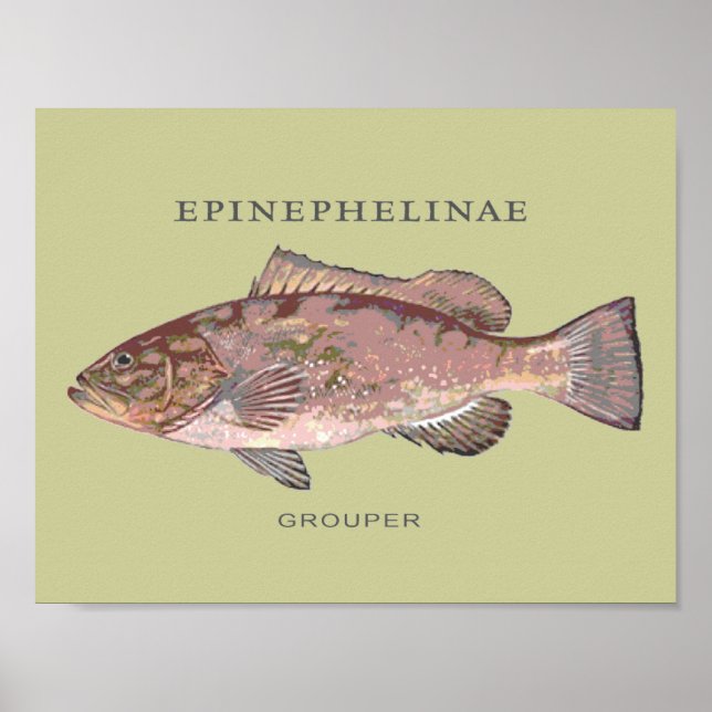 Póster Ilustração de Peixe Garoupa (Frente)