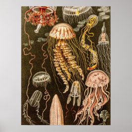 Poster Ilustração de Peixe-Geleia Antiquado de Vintage