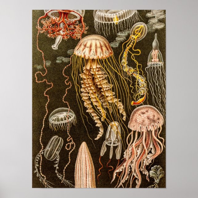 Poster Ilustração de Peixe-Geleia Antiquado de Vintage (Frente)