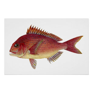 Póster Ilustração de peixe-safra: Seabream-vermelho