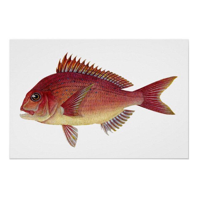 Póster Ilustração de peixe-safra: Seabream-vermelho (Frente)