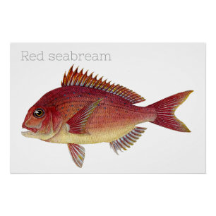 Póster Ilustração de peixe-safra: Seabream-vermelho
