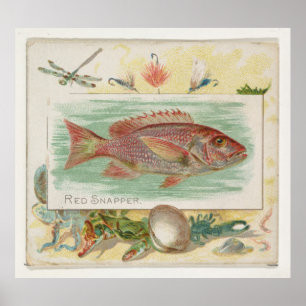 Poster Ilustração de Peixe-Snapper Vermelho Vintage (18