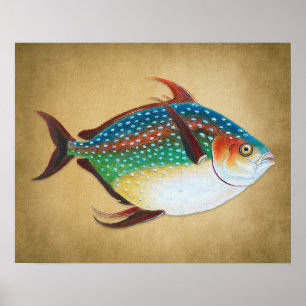 Poster Ilustração de Peixes Opah Vintage 1800s