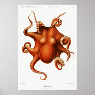 Poster Ilustração de polvo colorido de imagem