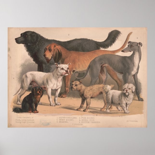 Poster Ilustração de Raças de Cães Vintage (1874) (Frente)