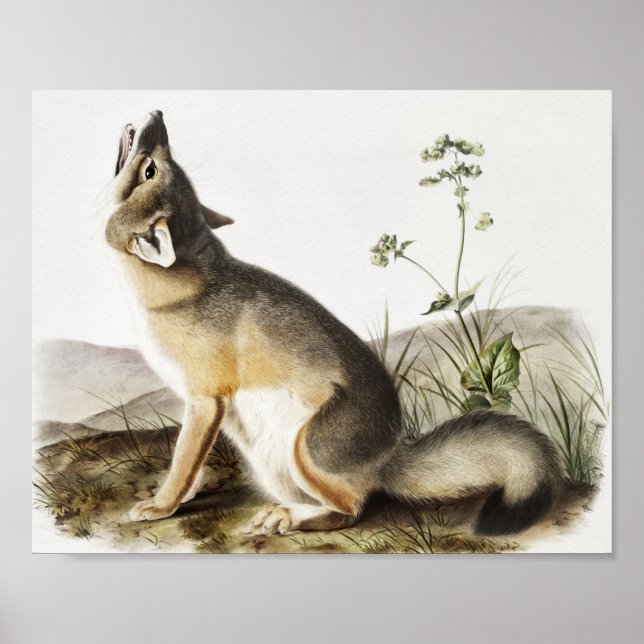 Poster Ilustração de Raposa Swift (Vulpes velox) (Frente)