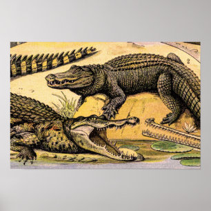 Poster Ilustração de Répteis Vintage por Adolphe Millot