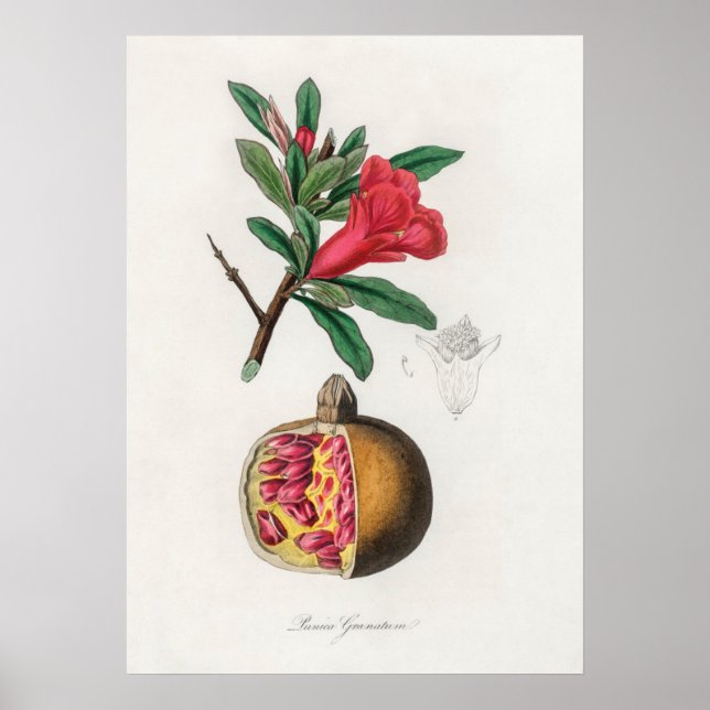 Poster Ilustração de Romã Vintage (Frente)