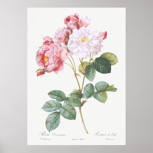 Poster Ilustração de Rosa Vintage (Frente)