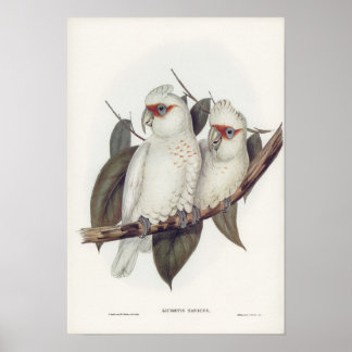 Poster Ilustração de safra de aves brancas, arte na pared