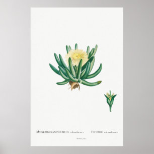 Poster Ilustração de Suculência de Vintage