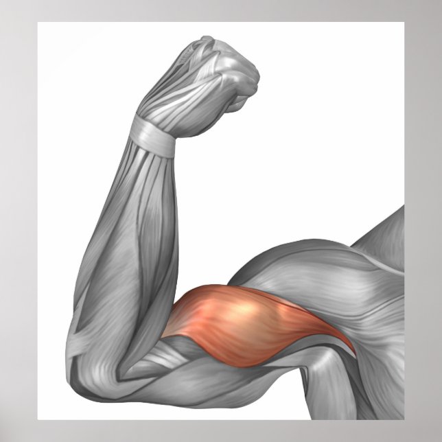 Póster Ilustração De Um Braço Flexo Mostrando Bicep (Frente)