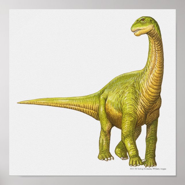 Poster Ilustração de um Camarassauro (Frente)