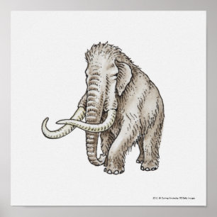 Póster Ilustração de um mammoth