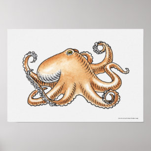 Póster Ilustração de um polvo