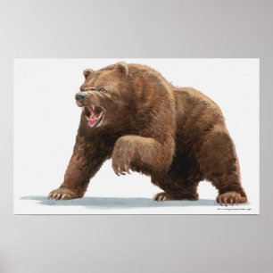 Poster Ilustração de um urso pardo