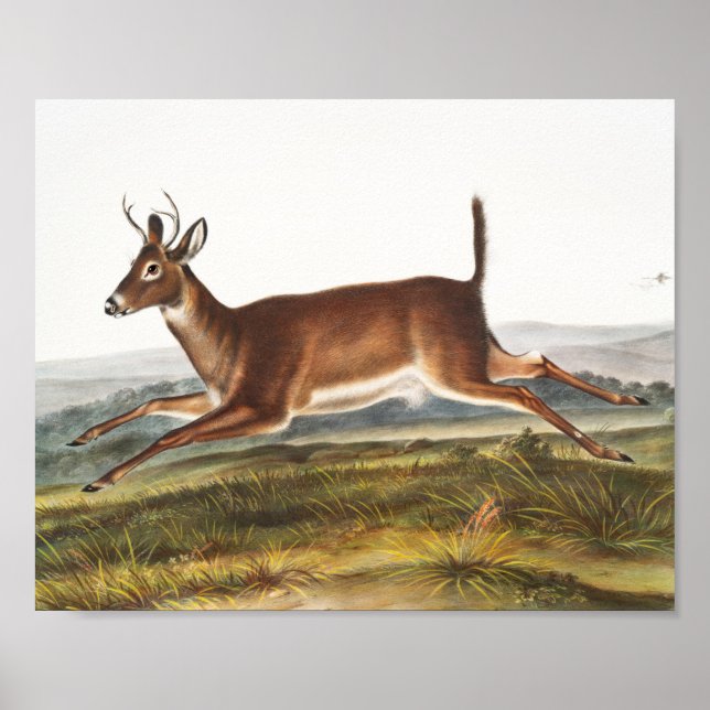 Poster Ilustração de Veado Longo (Cervus leucurus) (Frente)