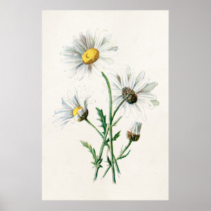 Póster Ilustração de Vintage 1902 Daisies Old Wild Flower