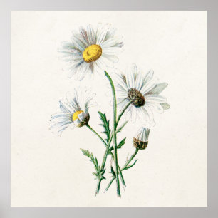 Poster Ilustração de Vintage 1902 Daisies Old Wild Flower