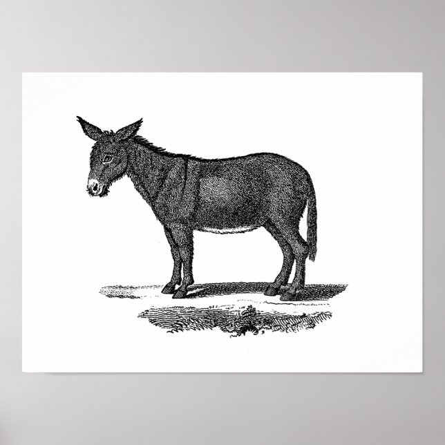 Poster Ilustração de Vintage Donkey - 1800's Donkeys (Frente)