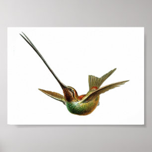 Poster Ilustração de Vintage Hummingbird