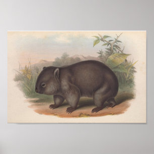 Poster Ilustração de Vintage Koala