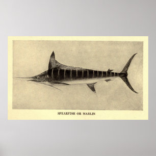 Poster Ilustração de Vintage Marlin (1921)