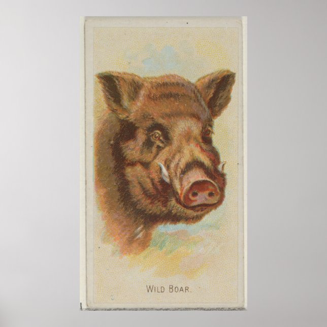 Poster Ilustração de Vintage Wild Boar (1888) (Frente)