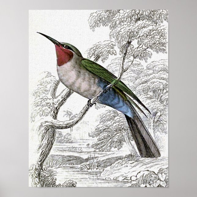 Poster Ilustração de Vintagem de Abelhas de Ventre Azul (Frente)