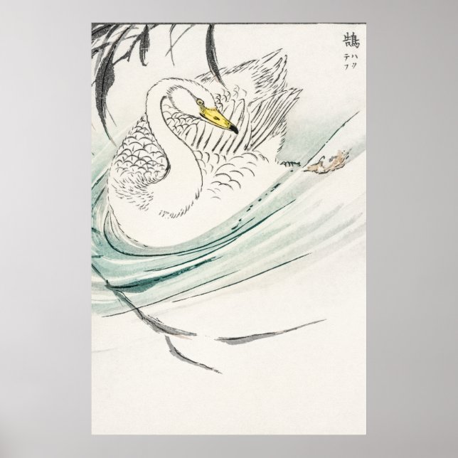 Poster Ilustração de Wooper Swan. (Frente)